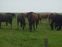 Paarden Ameland 4